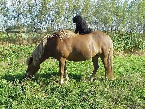 Mellempuddel Lou-Lou - Man kan vel altid tage sig en ridetur, hvis man skulle kede sig. billede 2