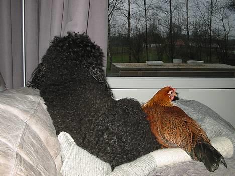 Mellempuddel Lou-Lou - En lang kold vinter, godt vi kan ligge inde og kigge på fugle! billede 3