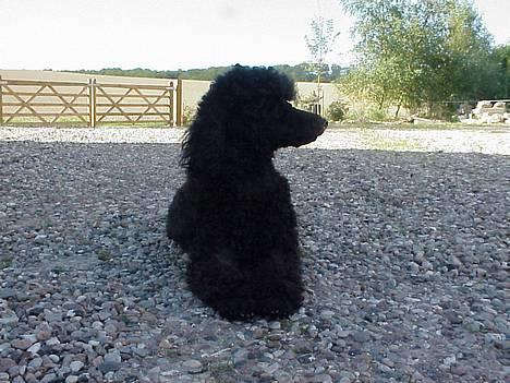 Mellempuddel Lou-Lou - Jeg bor på en gård, og jeg er virkelig en god vagthund! Jeg holder også øje med naboens gård, for de har ingen hund! Ingen slipper uset ind! billede 4