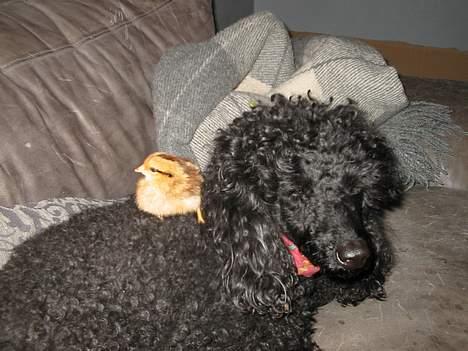 Mellempuddel Lou-Lou - Min "mor" synes det vil være godt for mig, hvis jeg fik mine egne børn! Her passer jeg en af Kyllopops børn! billede 5