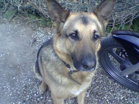 Schæferhund Bamse - Har du en godbid i hånden?? Den vil jeg da have billede 2