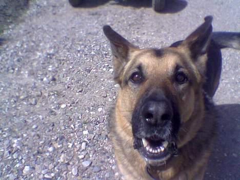 Schæferhund Bamse - Se hvor stor min næse ser ud når jeg laver den her grimasse :) billede 3