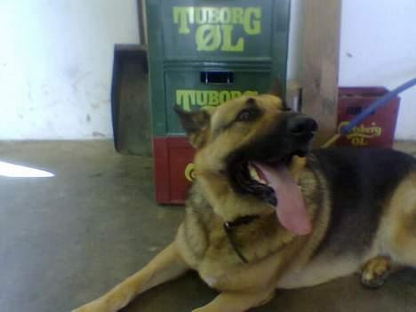 Schæferhund Bamse - Jeg passer rigtig godt på ølkasserne :D billede 4