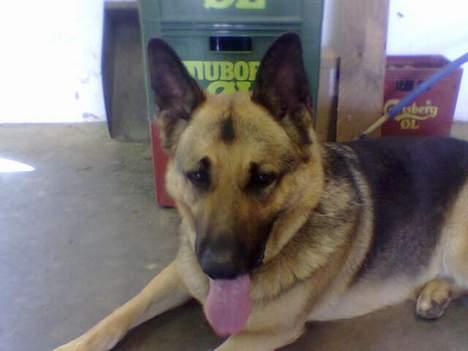 Schæferhund Bamse - Ser jeg sød ud hvis nu jeg stritter rigtig meget med ørene og hænger med tungen? billede 5