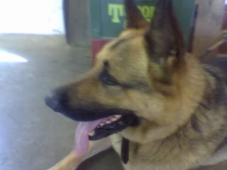 Schæferhund Bamse - Se mor, der står en derhenne med en godbid billede 6