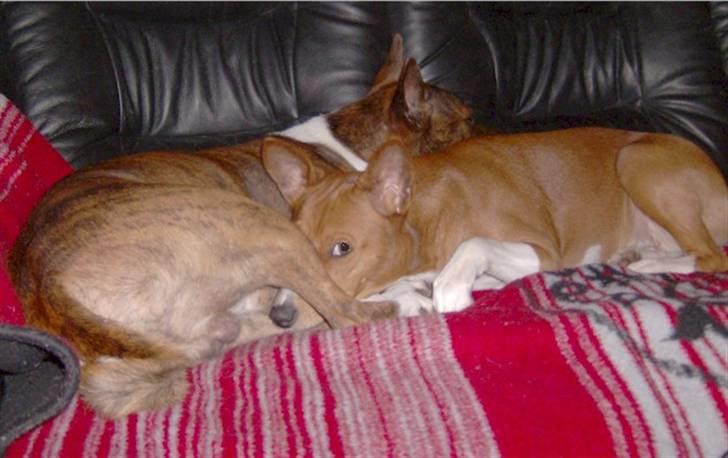 Basenji Mickey - Mickey og datter, Asta, april 2008   billede 5