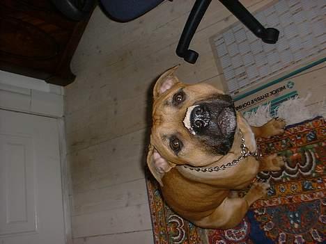 Amerikansk staffordshire terrier Kejser Bastian - Hvilken havregrød? Aner ikke hvad du snakker om!! billede 19