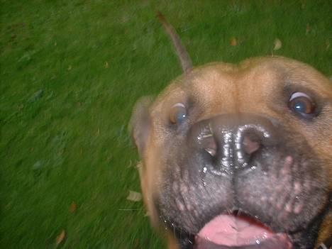 Amerikansk staffordshire terrier Kejser Bastian - Nyt close-up :D billede 20