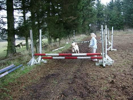 Blanding af racer Freja billede 13