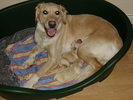 Blanding af racer Freja - Så blev hun mor til to dejlige hvalpe billede 14