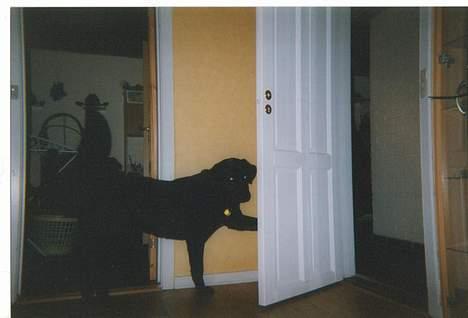 Blanding af racer spike - jeg lukker lige døren billede 20