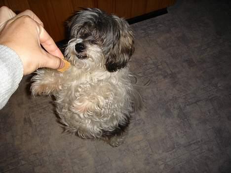 Tibetansk terrier Mille *død* - Nu charmer jeg lige..... billede 17