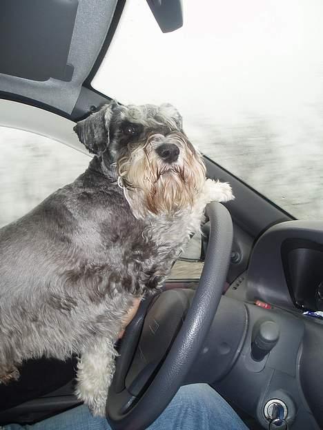 Dvaergschnauzer Cæsar ¤DØD¤ - Hjælper lige den gamle med at køre bilen... billede 1