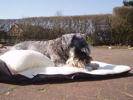 Dvaergschnauzer Cæsar ¤DØD¤ - elsker at ligge og guffe... billede 2