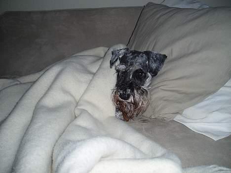 Dvaergschnauzer Cæsar ¤DØD¤ - når man er schnauzer, er det vigtigt med lidt søvn billede 3