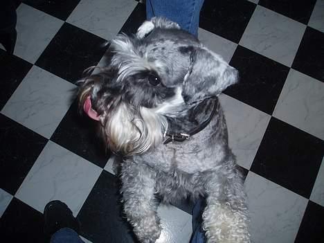 Dvaergschnauzer Cæsar ¤DØD¤ - kunne nu godt tænke mig en kiks... billede 4