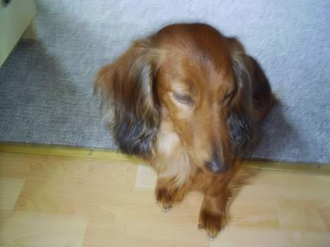 Dværggravhund Sille - Jeg er lidt genert!! billede 5