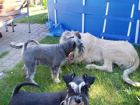 Dvaergschnauzer Cæsar ¤DØD¤ - På besøg hos "mor" billede 5