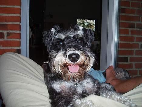 Dvaergschnauzer Duke ¤DøD¤ - er jeg ikke bare dejlig... billede 1