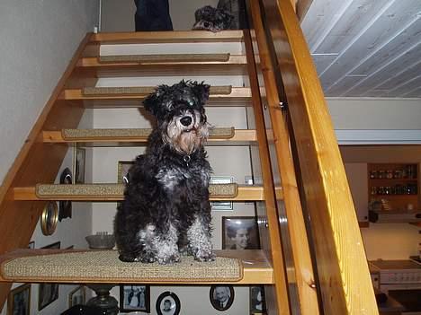 Dvaergschnauzer Duke ¤DøD¤ billede 2