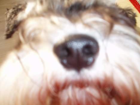 Dvaergschnauzer Duke ¤DøD¤ - Nærbillede billede 3