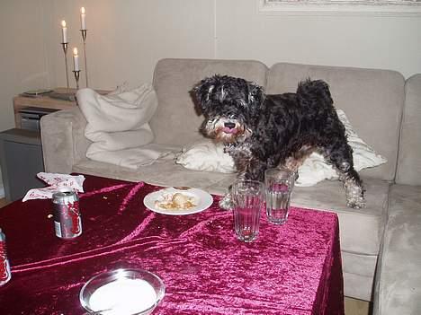 Dvaergschnauzer Duke ¤DøD¤ - selvbetjening...det må være enhver schnauzers drøm :-) billede 4