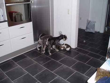 Dvaergschnauzer Duke ¤DøD¤ - Madtid billede 5