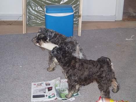 Dvaergschnauzer Duke ¤DøD¤ - slås lige med storebror om malerrullen billede 6