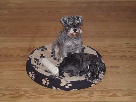 Dvaergschnauzer Cæsar ¤DØD¤ billede 6