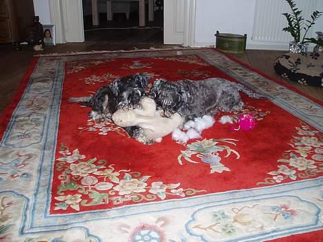 Dvaergschnauzer Cæsar ¤DØD¤ - så skal bamse ha en tur billede 7