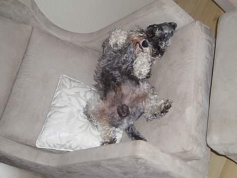 Dvaergschnauzer Cæsar ¤DØD¤ - endnu en lille lur billede 8