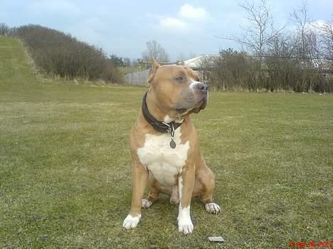 Amerikansk staffordshire terrier diesel (cerius) R.I.P billede 8