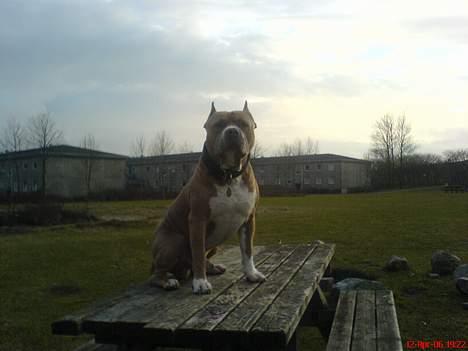Amerikansk staffordshire terrier diesel (cerius) R.I.P billede 9