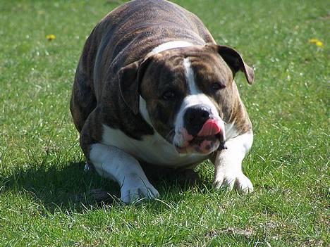 Amerikansk bulldog Kettner´s Devil Dancer - Skal vi lege?? billede 1
