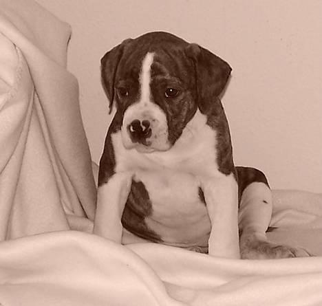 Amerikansk bulldog Kettner´s Devil Dancer - 8 uger  billede 2