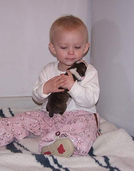 Amerikansk bulldog Kettner´s Devil Dancer - Bare rolig jeg skal nok passe på dig siger Celina billede 3