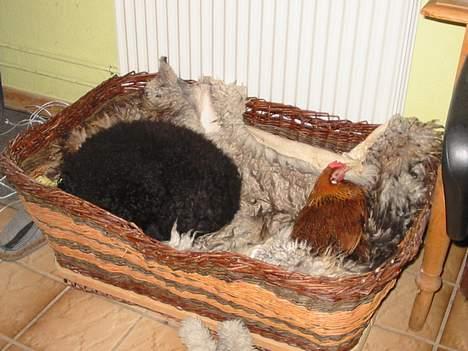 Mellempuddel Lou-Lou - Her tager jeg en lur sammen med "Kyllepop" Hun skal altid ligge i min kurv. billede 6