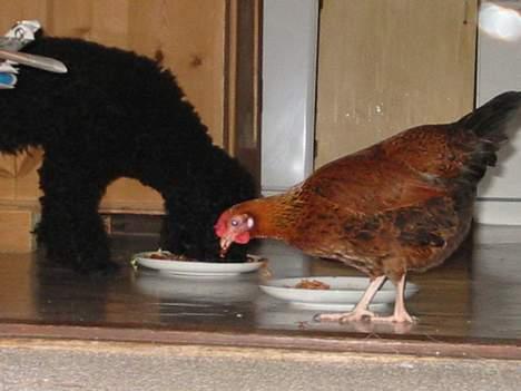 Mellempuddel Lou-Lou - Ikke for noget! men Kyllepop skal altid have deet samme som mig, ellers stjæler hun min mad! billede 7