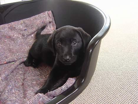 Labrador retriever Max billede 2