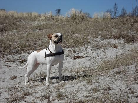 Amerikansk bulldog Ørsted´s Nanna - Nanna nyder det gode vejr på stranden.. billede 1
