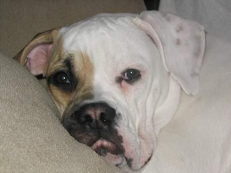 Amerikansk bulldog Ørsted´s Nanna billede 2