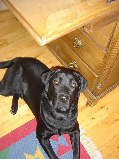 Labrador retriever Max billede 4