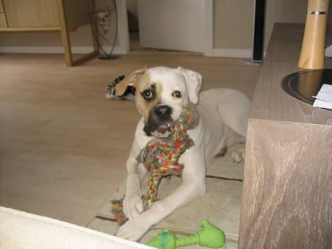 Amerikansk bulldog Ørsted´s Nanna billede 3