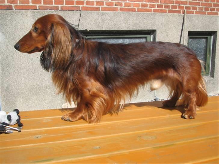 Dværggravhund Chico *3.11.05* - 19 april 08 billede 3