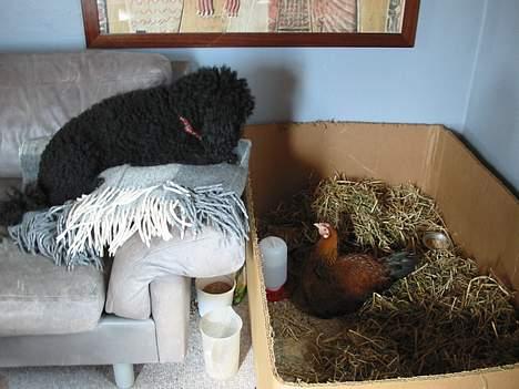 Mellempuddel Lou-Lou - Kommer du ned og hjælper mig med kyllingerne! billede 8