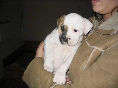 Amerikansk bulldog Ørsted´s Nanna - 5 uger billede 4