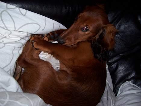 Dværggravhund Chico *3.11.05* - rigtig søndagshygge på sofaen... med fars dyne.. billede 4