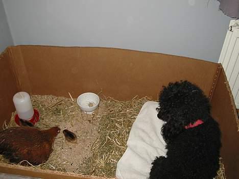 Mellempuddel Lou-Lou - Jeg hjælper gerne "Kyllepop" med børnene, men jeg ville nu gerne have mine egne! billede 9