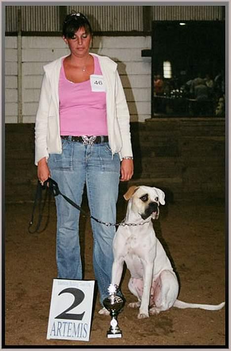 Amerikansk bulldog Ørsted´s Nanna billede 5