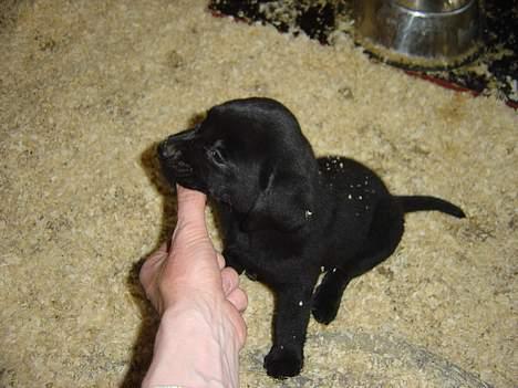 Labrador retriever Max billede 7